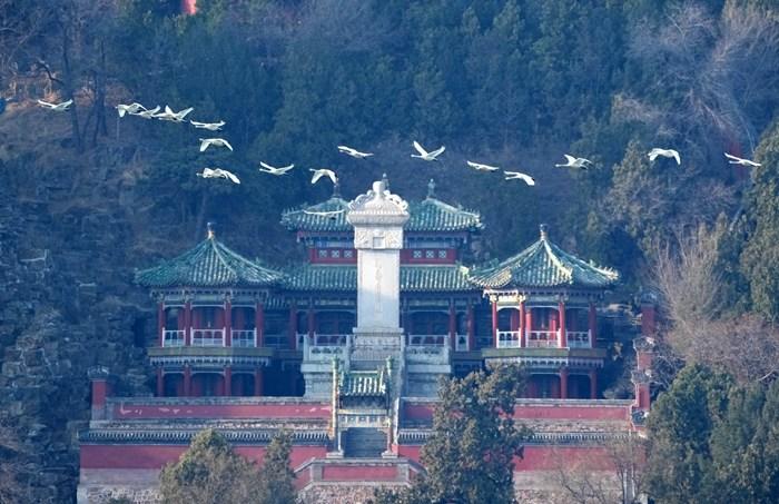 北京頤和園迎來(lái)北歸的白天鵝