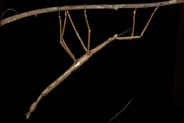 澳大利亞昆士蘭州發(fā)現(xiàn)新竹節(jié)蟲(chóng)物種