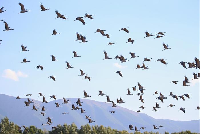新疆巴里坤草原迎來(lái)成群遷徙候鳥