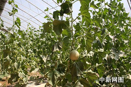 ˹Mǽ˻@ӡ׌ϡĲˡDʮBl(xing)ȵľGɫЙC߲