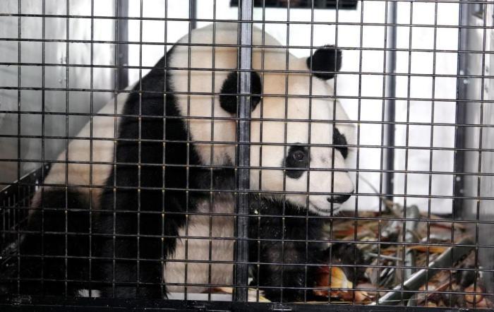 大熊貓“荷風(fēng)”“蘭韻”啟程赴奧地利旅居