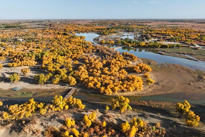 內(nèi)蒙古額濟納：金黃林海與碧空流水共繪秋景